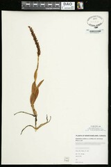 Pseudorchis straminea
