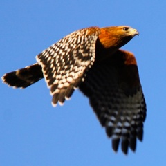 Buteo lineatus elegans
