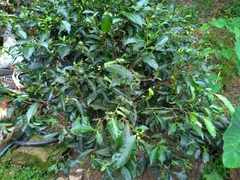 Camellia sinensis assamica