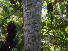 Laurophyllus capensis