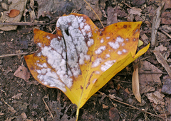 Erysiphe liriodendri