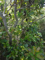 Laurophyllus capensis