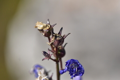 Campanula pyramidalis