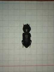 Spondylis buprestoides