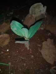 Strychnos madagascariensis