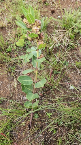 Image of Pachycarpus natalensis by (c) Suvarna Parbhoo Mohan, some rights reserved (CC BY-SA)