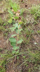 Pachycarpus natalensis