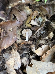 Inocybe lilacina