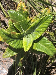 Hermas villosa