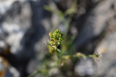 Aceria chondrillae