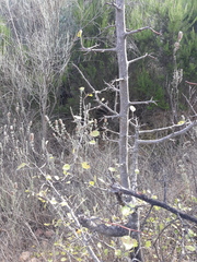 Pyrus bourgaeana