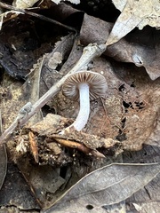 Inocybe lilacina