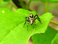 Nycerella delecta