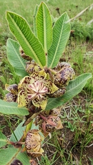 Pachycarpus natalensis