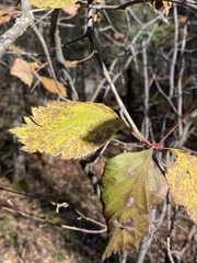 Crataegus macracantha