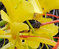 Amegilla quadrifasciata maderae