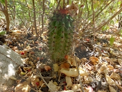 Stenocereus thurberi