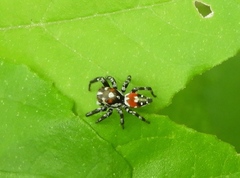 Nycerella delecta