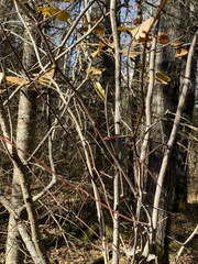 Crataegus macracantha