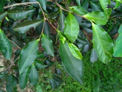 Camellia sinensis assamica