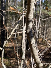 Crataegus macracantha