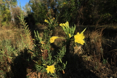 Oenothera elata hirsutissima