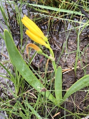 Cyrtanthus breviflorus