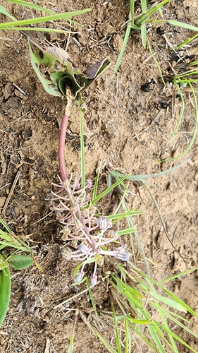 Ledebouria asperifolia
