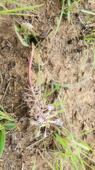 Ledebouria asperifolia