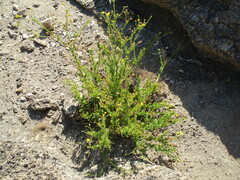 Osteospermum microcarpum