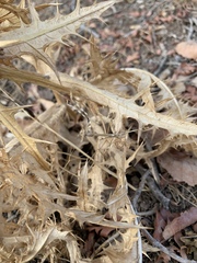 Empusa