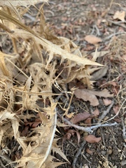 Empusa