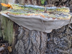 Rigidoporus ulmarius