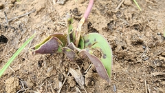 Ledebouria asperifolia