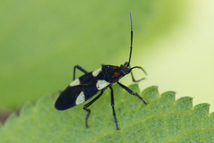 Oncopeltus varicolor varicolor
