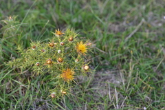 Carlina corymbosa