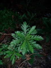 Euryops chrysanthemoides