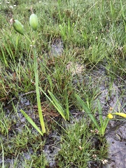 Cyrtanthus breviflorus