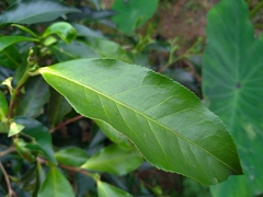 Camellia sinensis assamica