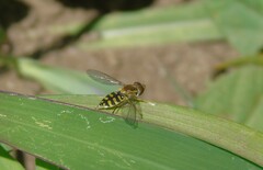 Toxomerus vertebratus