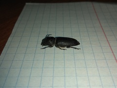 Spondylis buprestoides