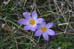 Crocus thomasii