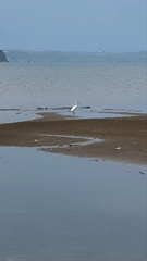 Egretta garzetta