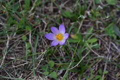 Crocus thomasii
