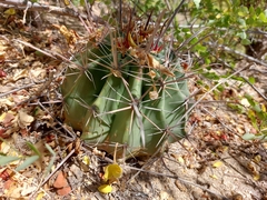 Ferocactus townsendianus