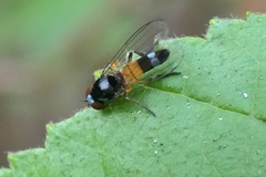 Platypezidae