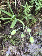Cyrtanthus breviflorus