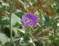 Diadasia