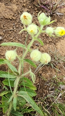Hermannia grandistipula