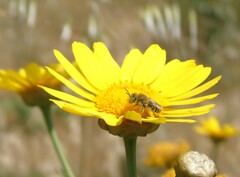 Diadasia